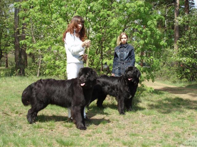Фото: ньюфаундленд Маг Исполин Копперфильд, Александра Канунникова, ньюфаундленд Рыцарь Благородный от Марлеон Дусвик, Дарья Новицкая