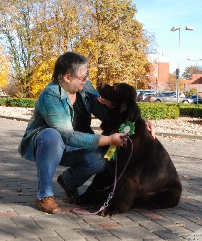 Фото: ньюфаундленд Акватория Келвин Хизер Хани (Aquatoriya Kelvin Heather Honey), Екатерина Бенкен
