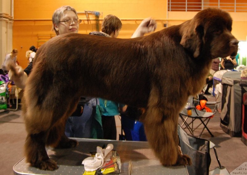 Фото: ньюфаундленд Акватория Келвин Хизер Хани (Aquatoriya Kelvin Heather Honey), Екатерина Бенкен