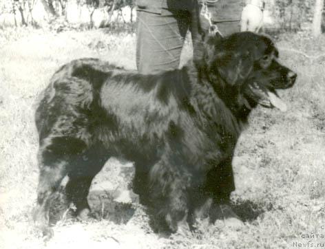 Фото: ньюфаундленд Анита Садко