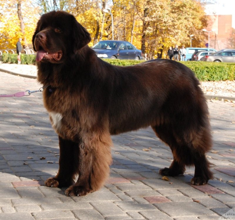 Фото: ньюфаундленд Акватория Келвин Хизер Хани (Aquatoriya Kelvin Heather Honey)