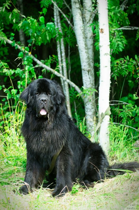 Фото: ньюфаундленд Принц Альфинский