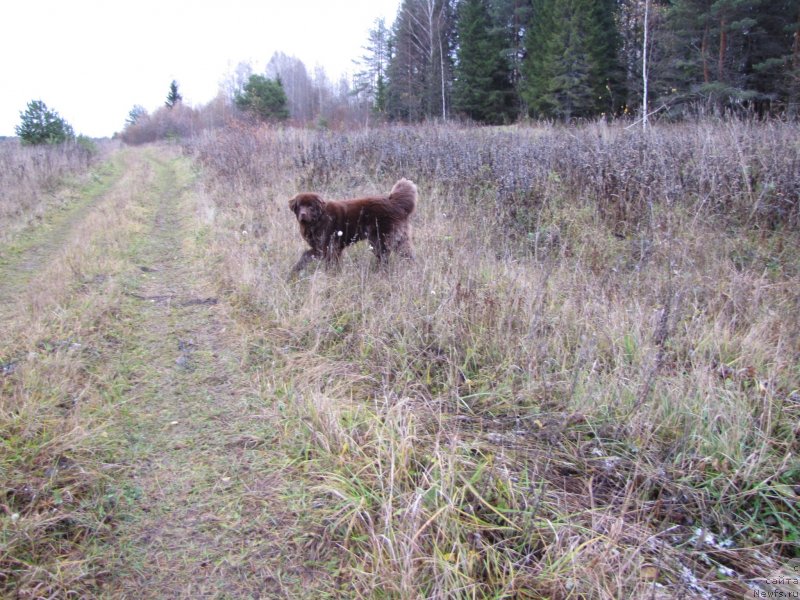 Фото: ньюфаундленд Сверкающая Гора Машаме (Sverkayuzhaya Gora Mashame)