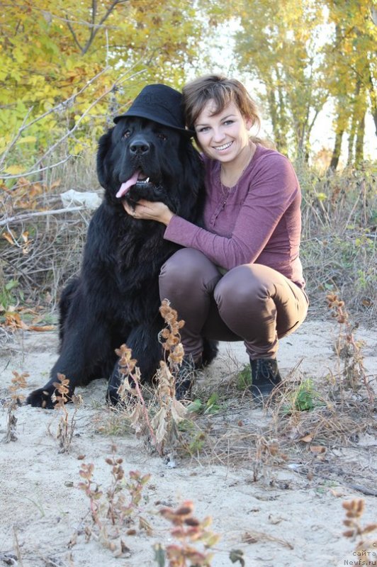 Фото: Татьяна Тихонова, ньюфаундленд Севертан Челентано