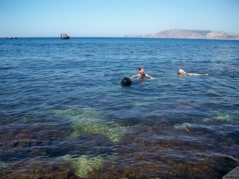 Фото: ньюфаундленд Сан Шейх Бавария Бель (Sun Sheikh Bavariya Belle), Анна Золотова