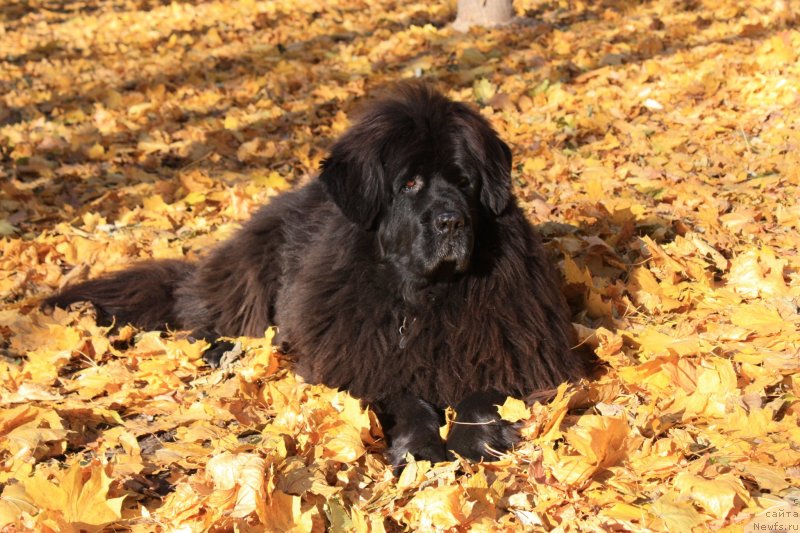 Фотография № 136633