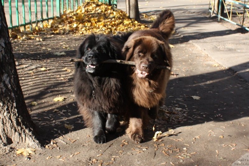 Фотография № 136635