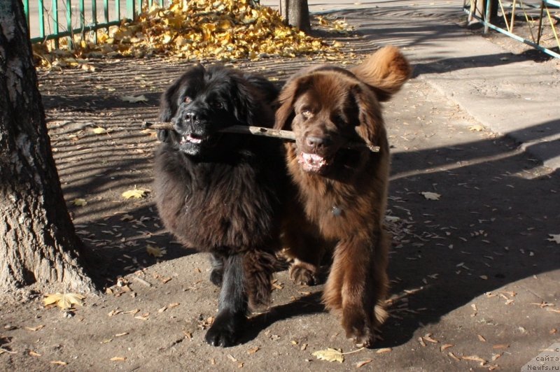 Фото: ньюфаундленд Чанси из Золотого Треугольника, ньюфаундленд Черный Шарм Ангельская Красота (Chernyi Sharm Angel'skaya Krasota)
