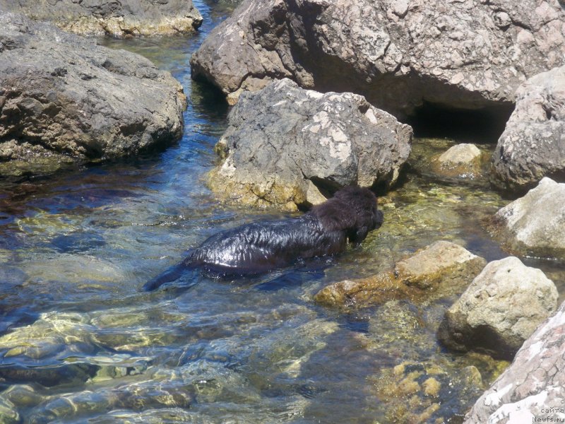 Фото: ньюфаундленд Сан Шейх Бавария Бель (Sun Sheikh Bavariya Belle)