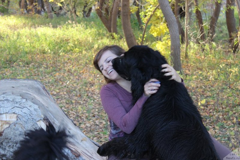 Фото: Татьяна Тихонова, ньюфаундленд Celesta Sozvezdie Istini