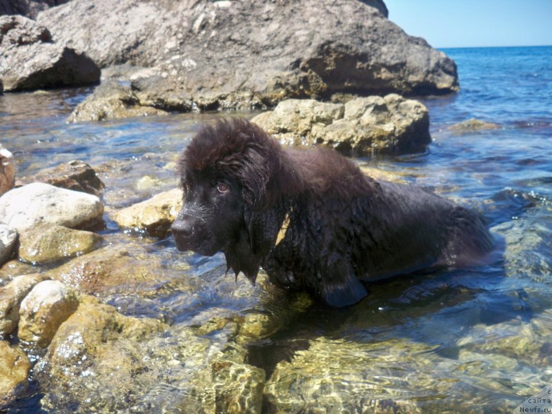 Фото: ньюфаундленд Сан Шейх Бавария Бель (Sun Sheikh Bavariya Belle)