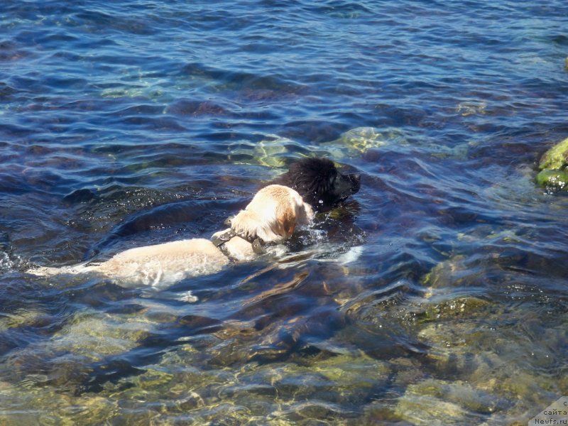 Фото: ньюфаундленд Сан Шейх Бавария Бель (Sun Sheikh Bavariya Belle)