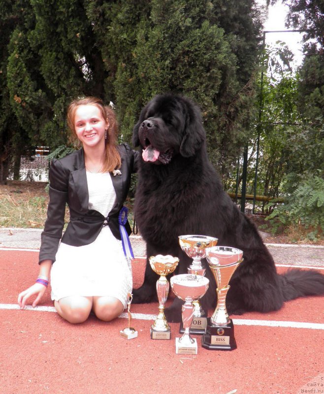 Фото: ньюфаундленд Zhdanny Syn Vialiki Miadzvedz