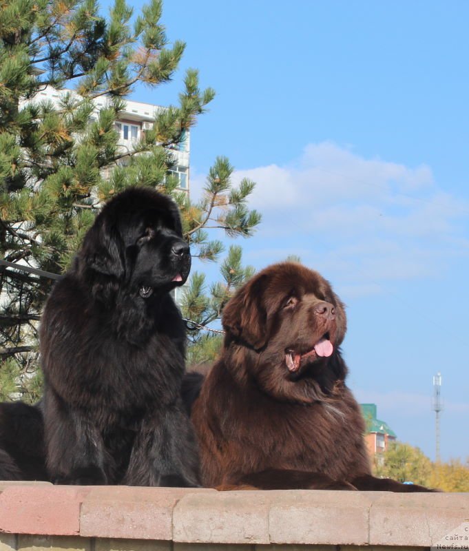 Фото: ньюфаундленд Акватория Келвин Райз Афтэ Ми (Aquatoriya Kelvin Rise After Me), ньюфаундленд King of Helluland Just Love