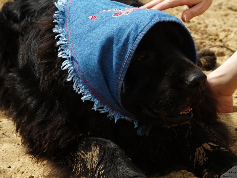 Фотография № 136679