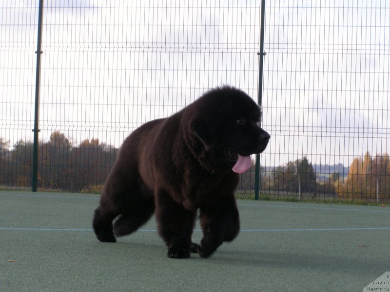 Фото: ньюфаундленд Черная Мафия Маубе Ше Вилл (Chernaya Mafia Maybe She Will)