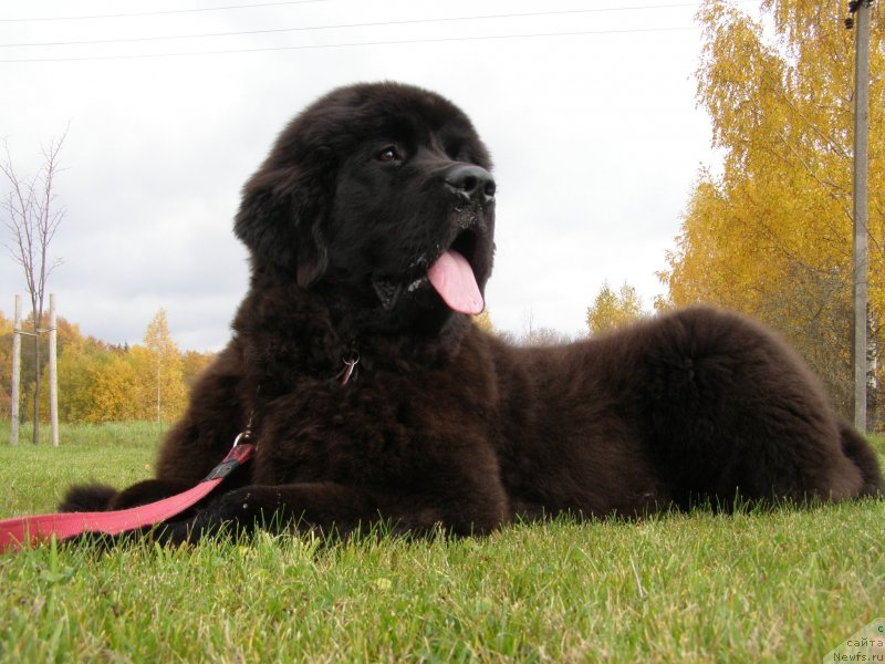 Фото: ньюфаундленд Черная Мафия Маубе Ше Вилл (Chernaya Mafia Maybe She Will)