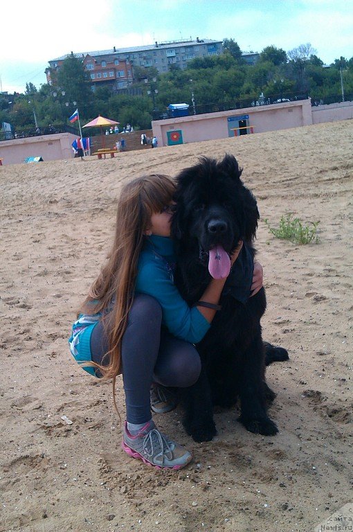 Фото: Алена Бубнова, ньюфаундленд Потап Олан