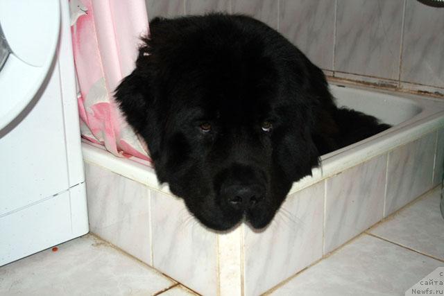 Фото: ньюфаундленд Потап Фидель