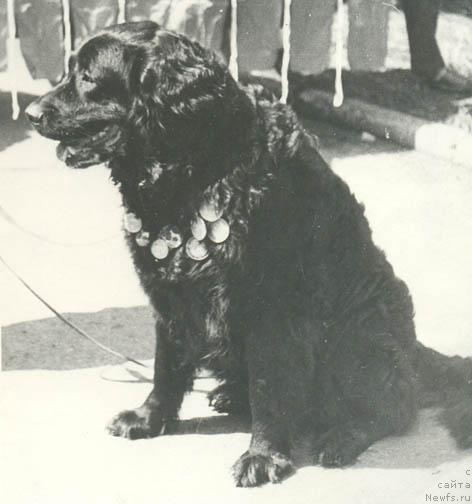 Фото: ньюфаундленд Айна