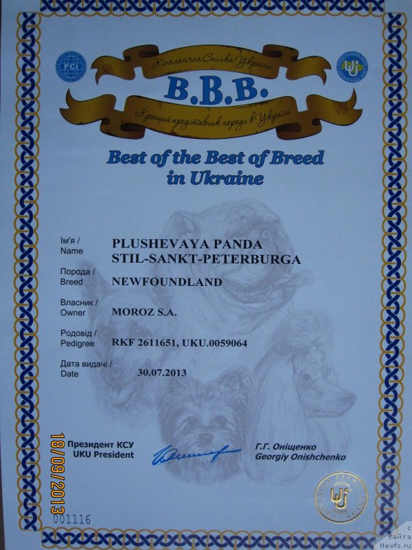 Фото: ньюфаундленд Плюшевая Панда Стиль-Санкт-Петербурга