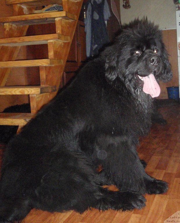 Фото: ньюфаундленд С'Нежная Вьюга Армандо Паруссо (S'Nezhnaya Vjuga Armando Parusso)