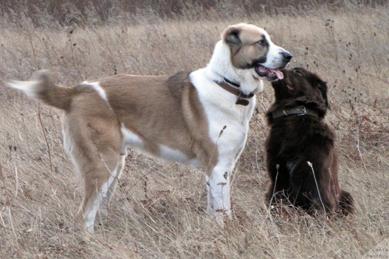Фото: ньюфаундленд Ван Лен Тайм Чилеста
