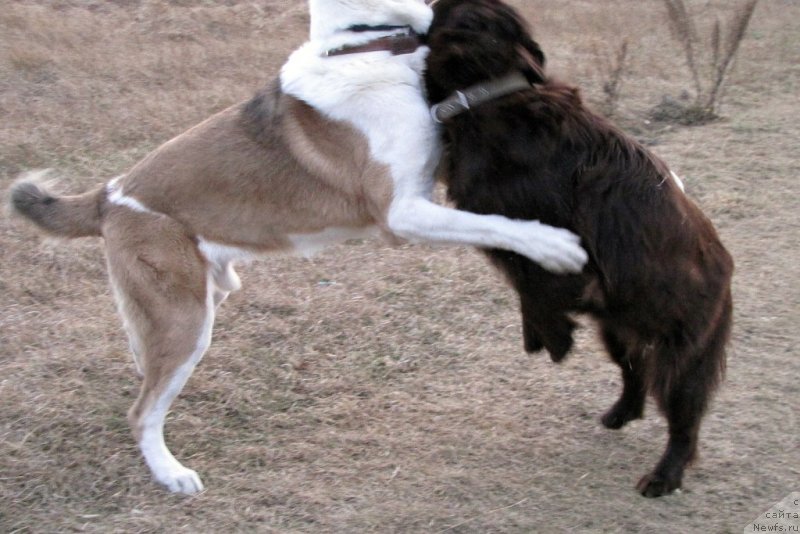 Фото: ньюфаундленд Ван Лен Тайм Чилеста