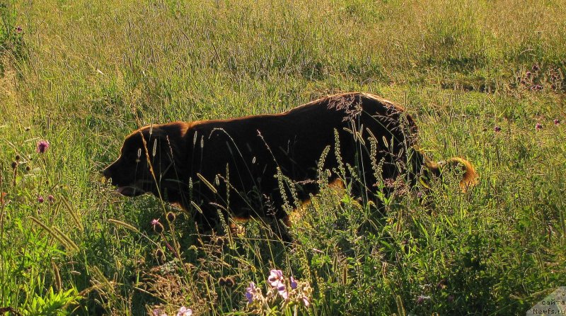 Фото: ньюфаундленд Ван Лен Тайм Чилеста