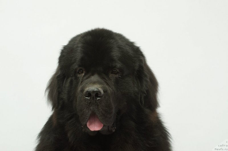 Фото: ньюфаундленд Принц Альфинский