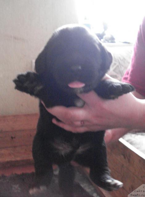 Фото: ньюфаундленд Сент Джонс Пилигрим