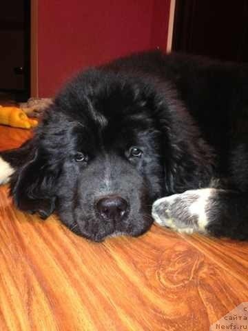 Фото: ньюфаундленд Аквиан Сонг Леди Ин Блэк