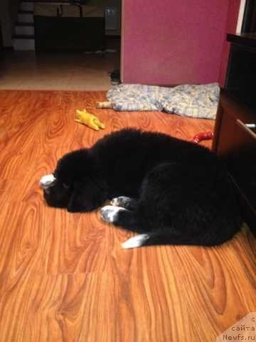 Фото: ньюфаундленд Аквиан Сонг Леди Ин Блэк