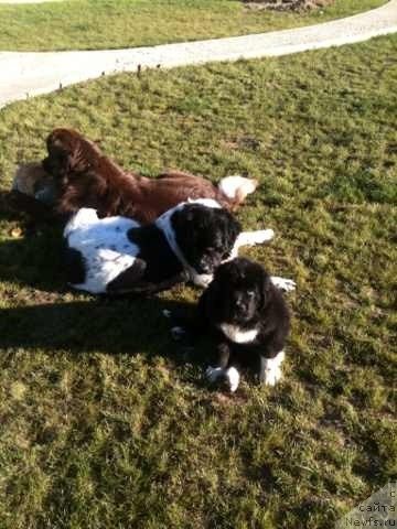 Фото: ньюфаундленд Сент Джонс Вива Виктория (Sent Djons Viva Viktoria), ньюфаундленд Ван Лен Тайм Женевьева, ньюфаундленд Аквиан Сонг Леди Ин Блэк