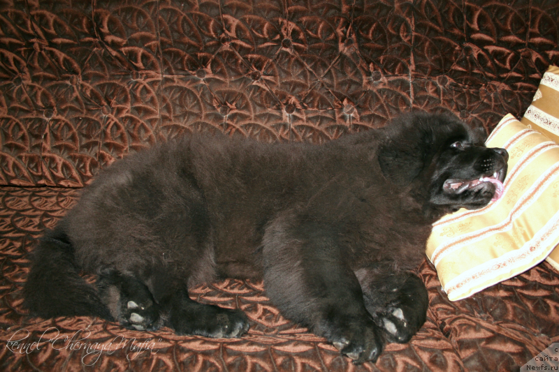 Фотография № 136754