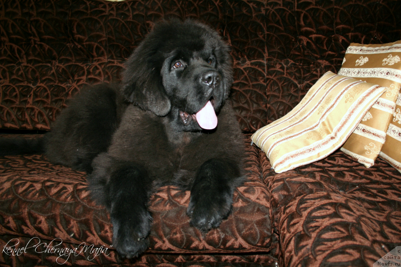 Фотография № 136756