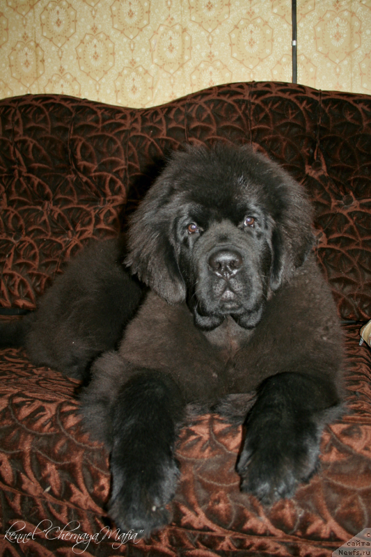 Фотография № 136757