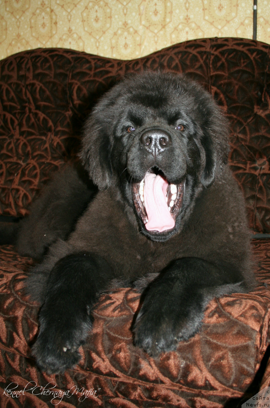 Фотография № 136758