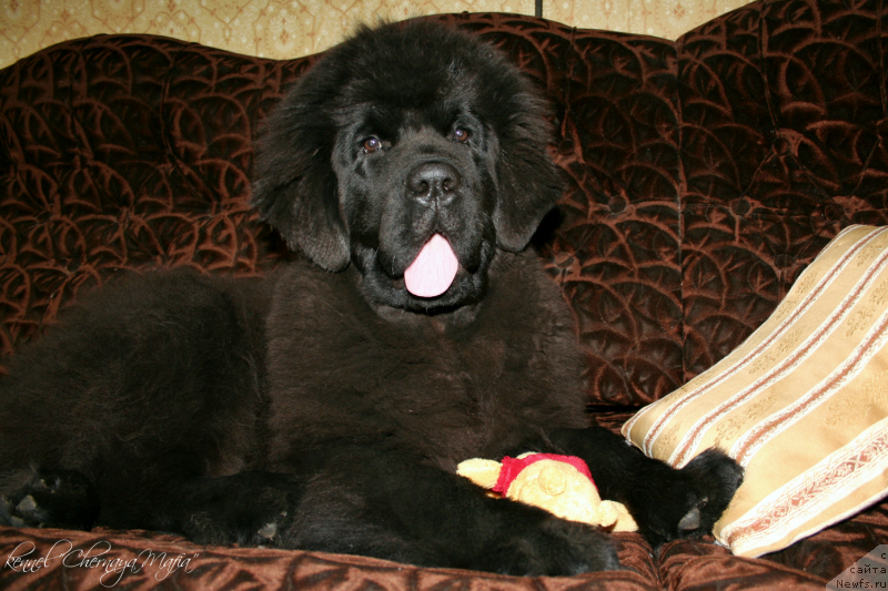 Фотография № 136759