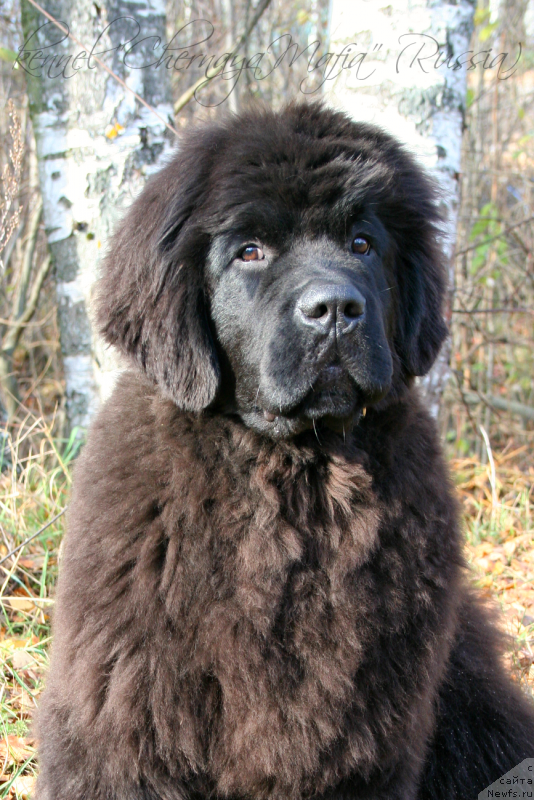 Фото: ньюфаундленд Черная Мафия Муст Хаве (Chernaya Mafia Must Have)