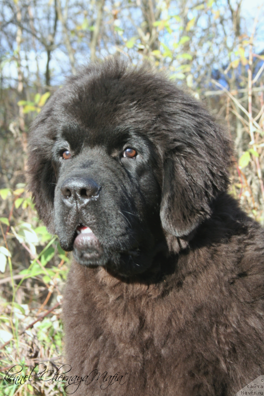 Фото: ньюфаундленд Черная Мафия Муст Хаве (Chernaya Mafia Must Have)