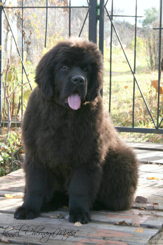 Фото: ньюфаундленд Черная Мафия Муст Хаве (Chernaya Mafia Must Have)
