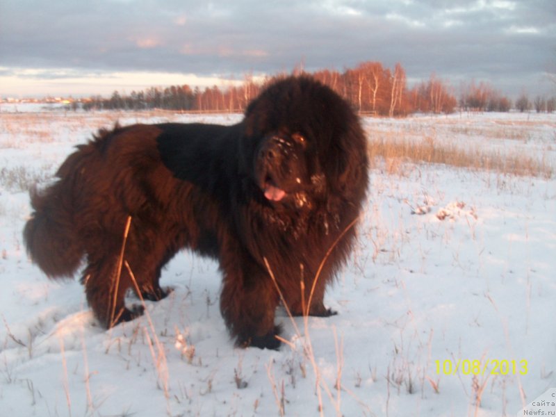 Фото: ньюфаундленд Карат из Медвежьего Яра (Karat iz Medvejyego Yara)
