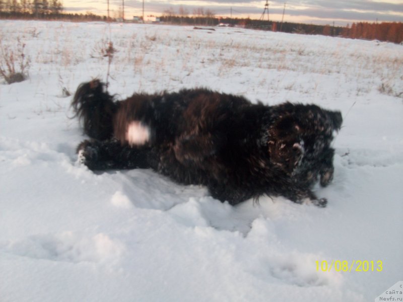 Фото: ньюфаундленд Ярада из Сибирской Глубинки (Yarada iz Sibirskoy Glubinki)