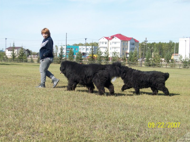 Фото: ньюфаундленд Ярада из Сибирской Глубинки (Yarada iz Sibirskoy Glubinki), ньюфаундленд Карат из Медвежьего Яра (Karat iz Medvejyego Yara), Наталья Бережнева