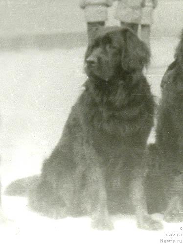 Фото: ньюфаундленд Ара