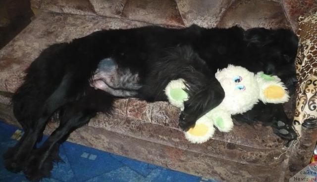 Фото: ньюфаундленд Ундина Белл-Айл от Цацибы (Undina Bell-Ail ot Tsatsyby)