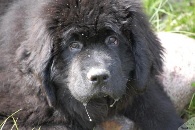 Фото: ньюфаундленд Питерньюф Жизненная Необходимость