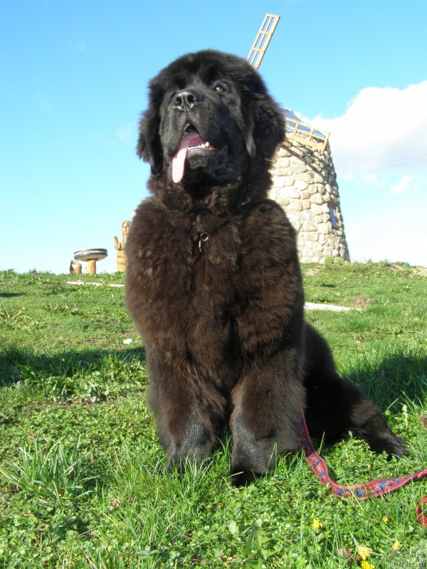 Фото: ньюфаундленд Черная Мафия Маубе Ше Вилл (Chernaya Mafia Maybe She Will)