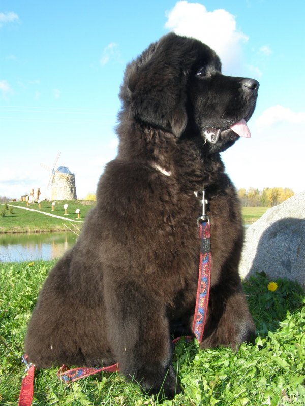 Фото: ньюфаундленд Черная Мафия Маубе Ше Вилл (Chernaya Mafia Maybe She Will)